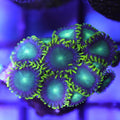 Close-up of a vibrant green coral with a blurred background