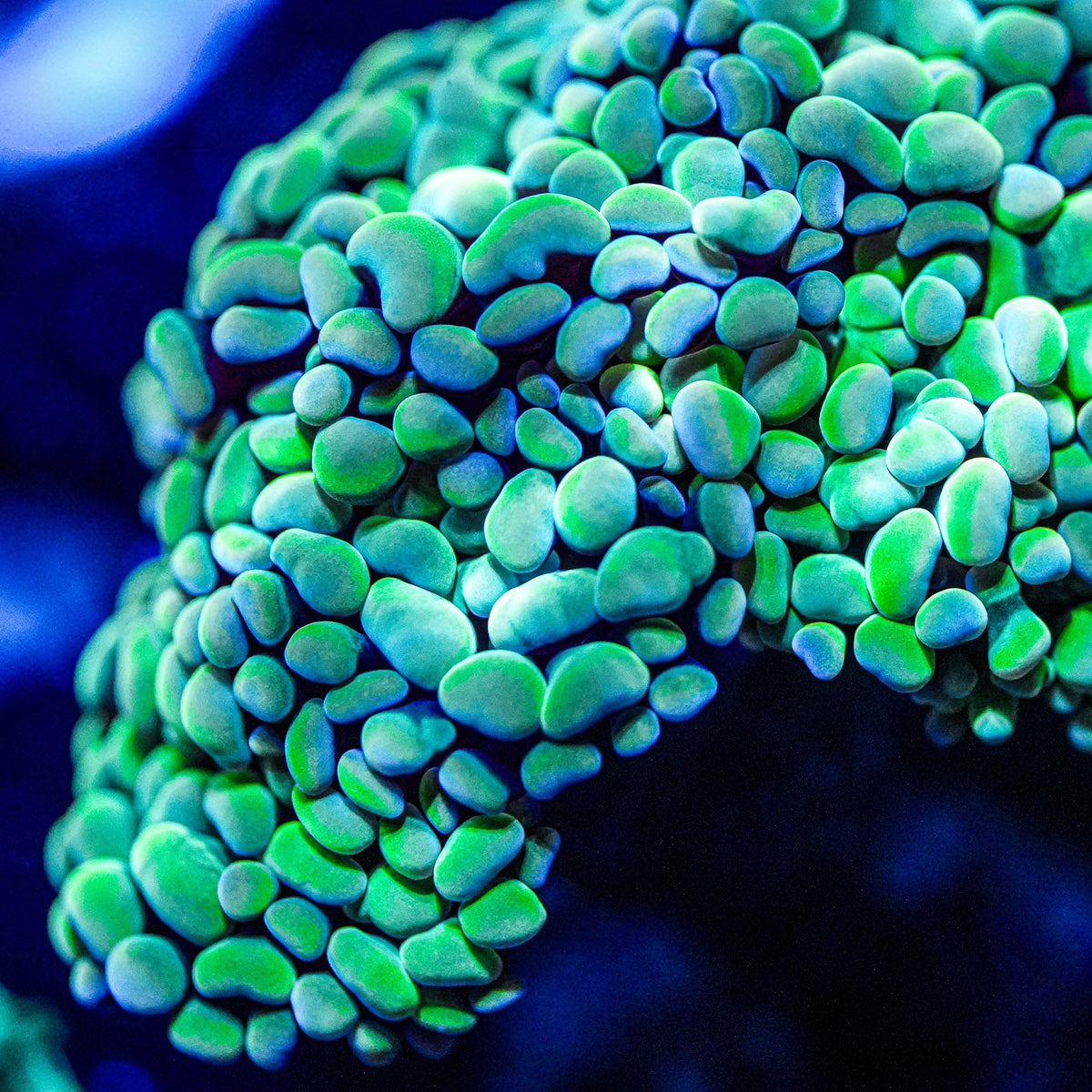 Close-up of vibrant green coral with a blurred blue background