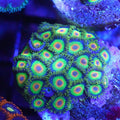 Rasta Zoanthid