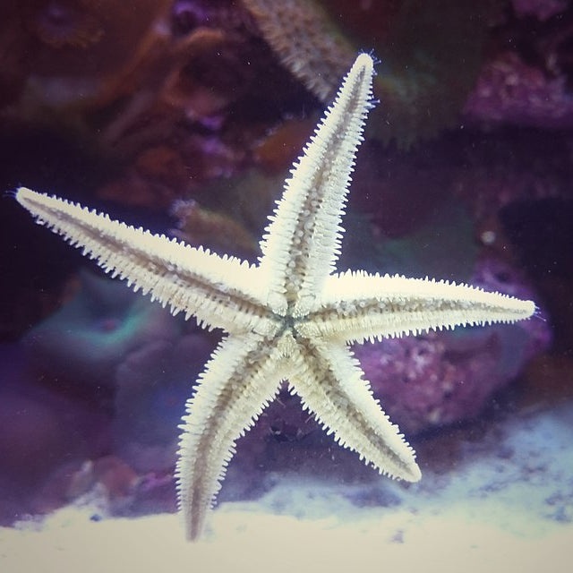 Sand Sifting Sea Star