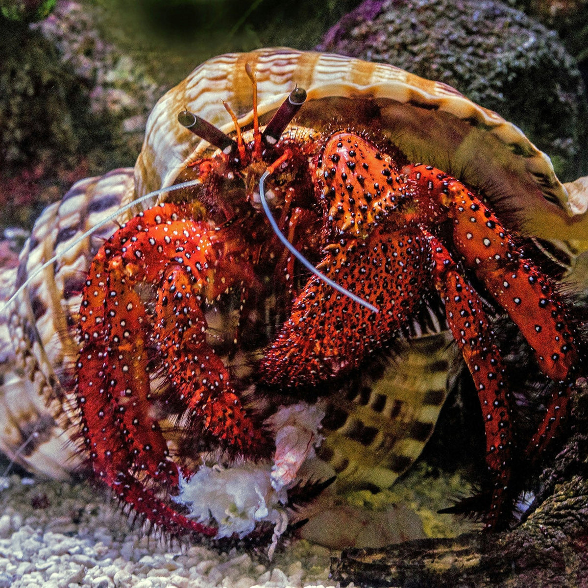 Red hermit crab inside a shell on a coral reef