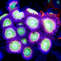 Skittles Zoanthid