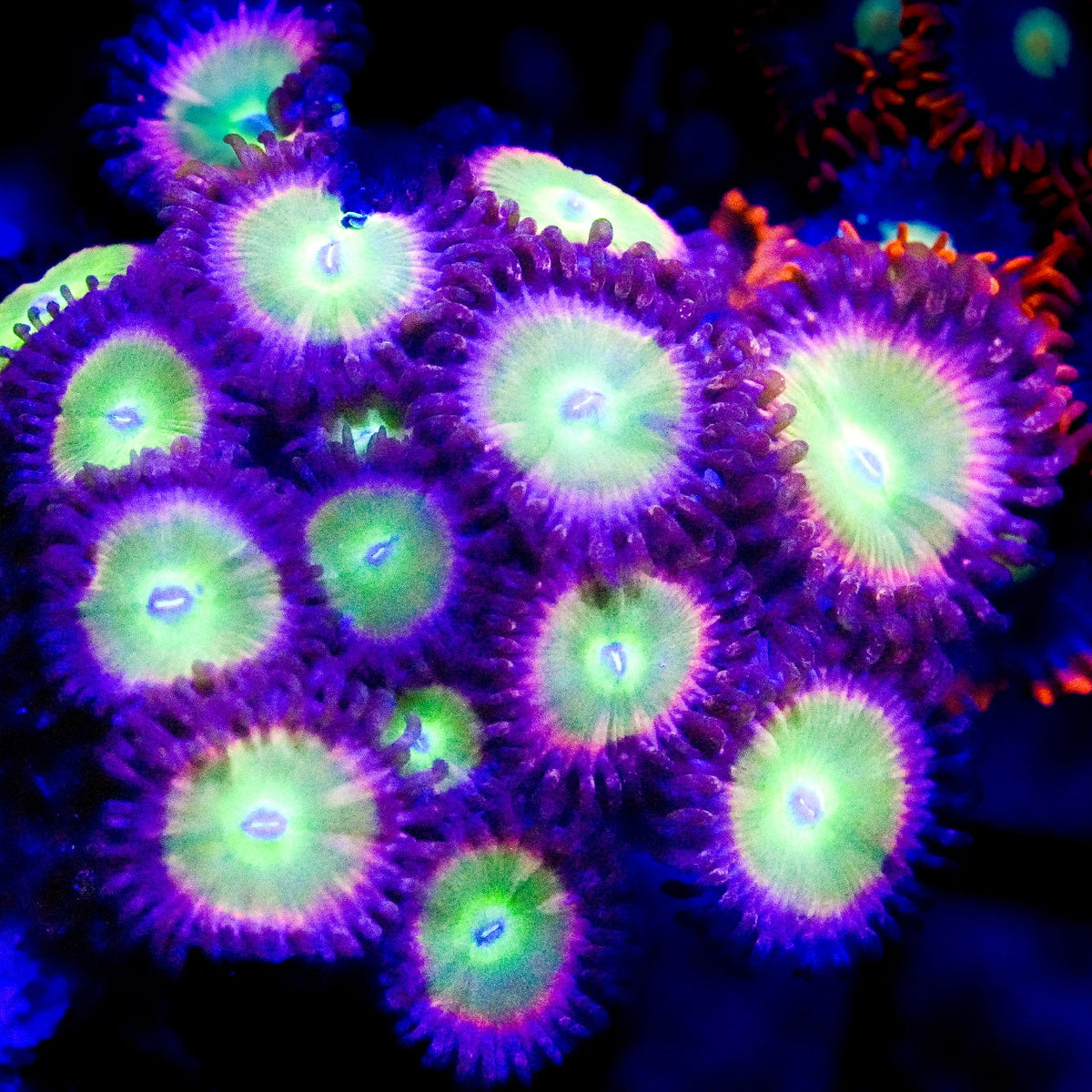 Skittles Zoanthid