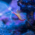 Shrimp on a coral in an aquarium setting with blue lighting