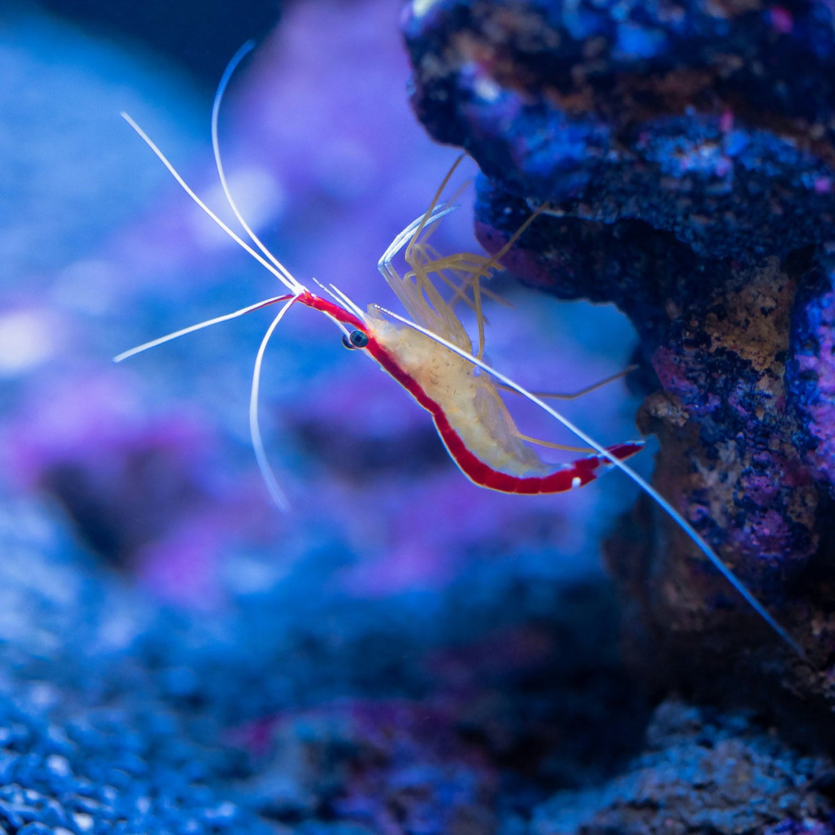 Shrimp on a coral in an aquarium setting with blue lighting