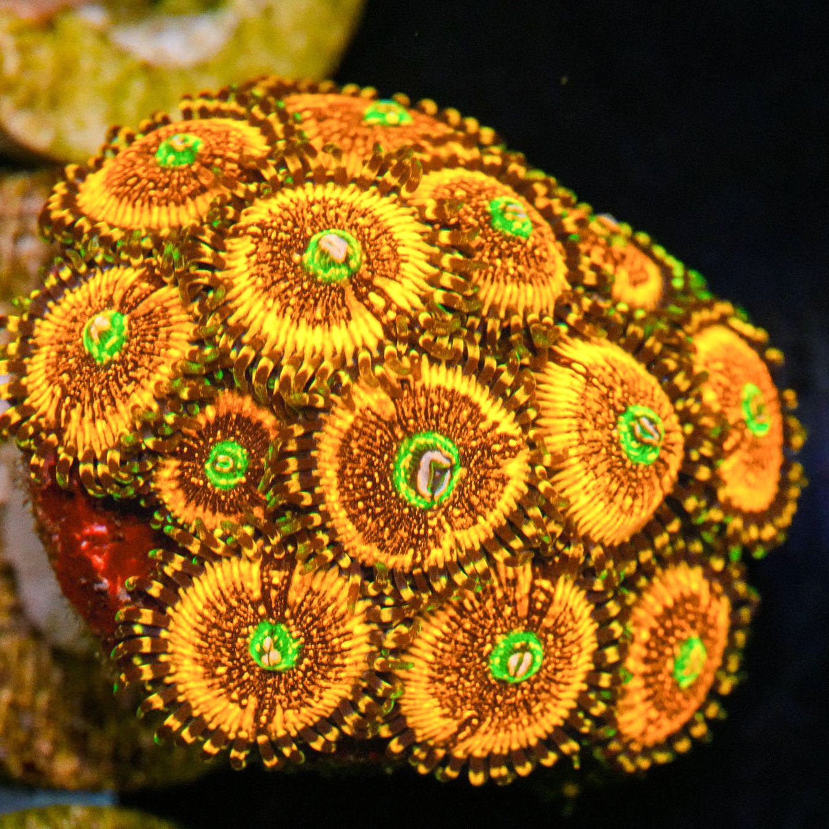 Sopranos Zoanthid