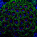 Close-up of a colorful coral with green and blue hues on a dark background