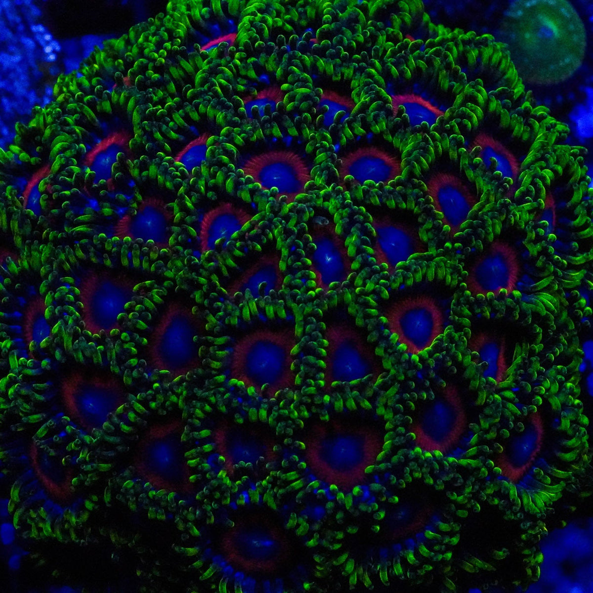 Close-up of a colorful coral with green and blue hues on a dark background