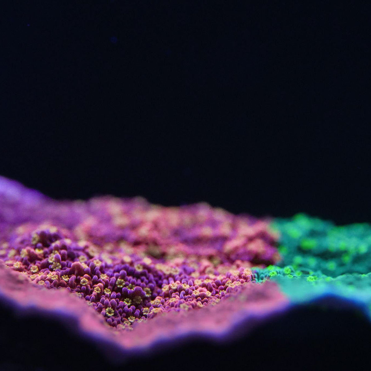 Starburst Grafted Montipora
