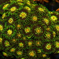 Close-up of vibrant green and orange coral polyps