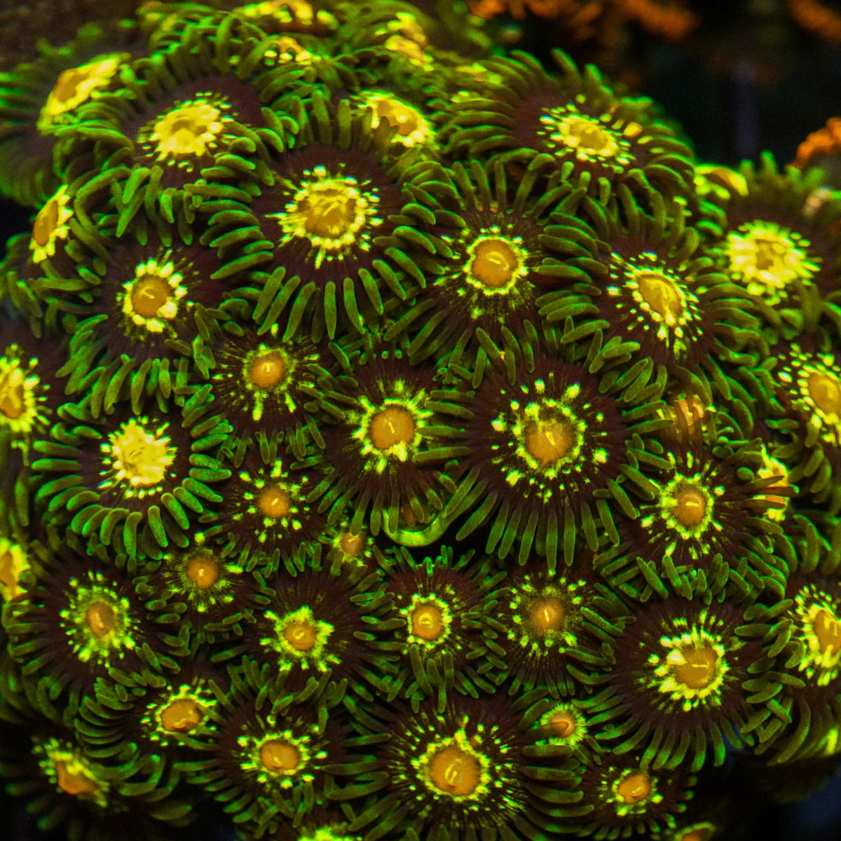 Close-up of vibrant green and orange coral polyps