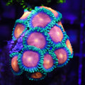 Sunrise Supernova Zoa