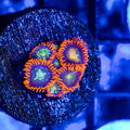 Close-up of vibrant orange and green coral polyps under blue light
