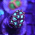 Treehouse on Fire Zoanthid