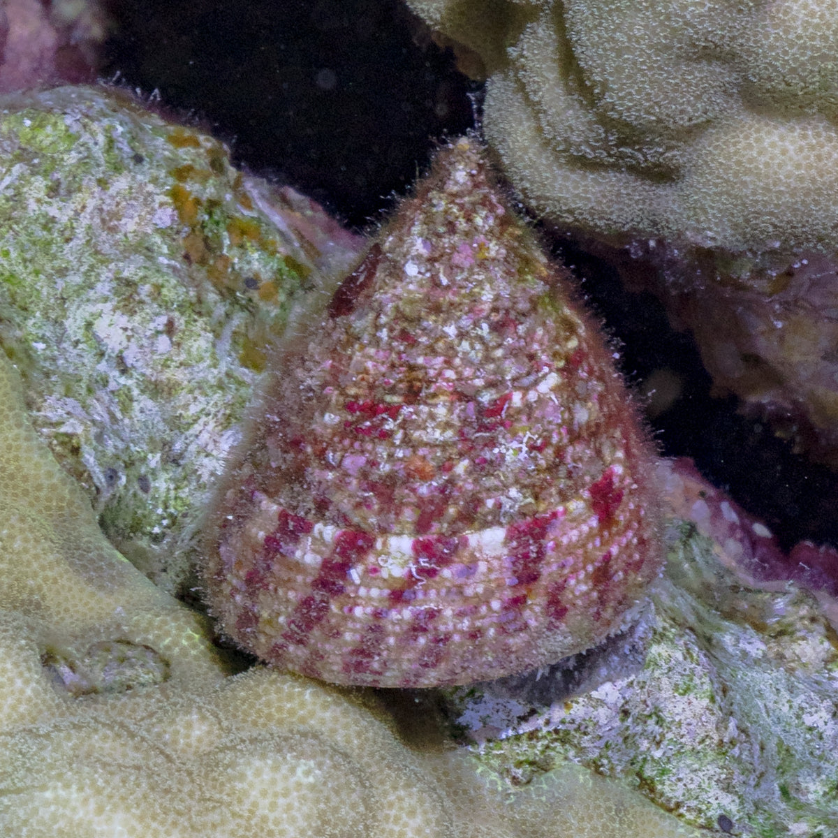 Close-up of a small shell on a textured surface