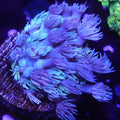 Close-up of vibrant purple coral in an aquarium setting