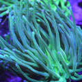 Malaysian Blue Tip Torch