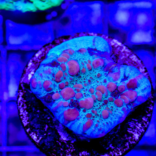 Close-up of a colorful coral fragment under blue light