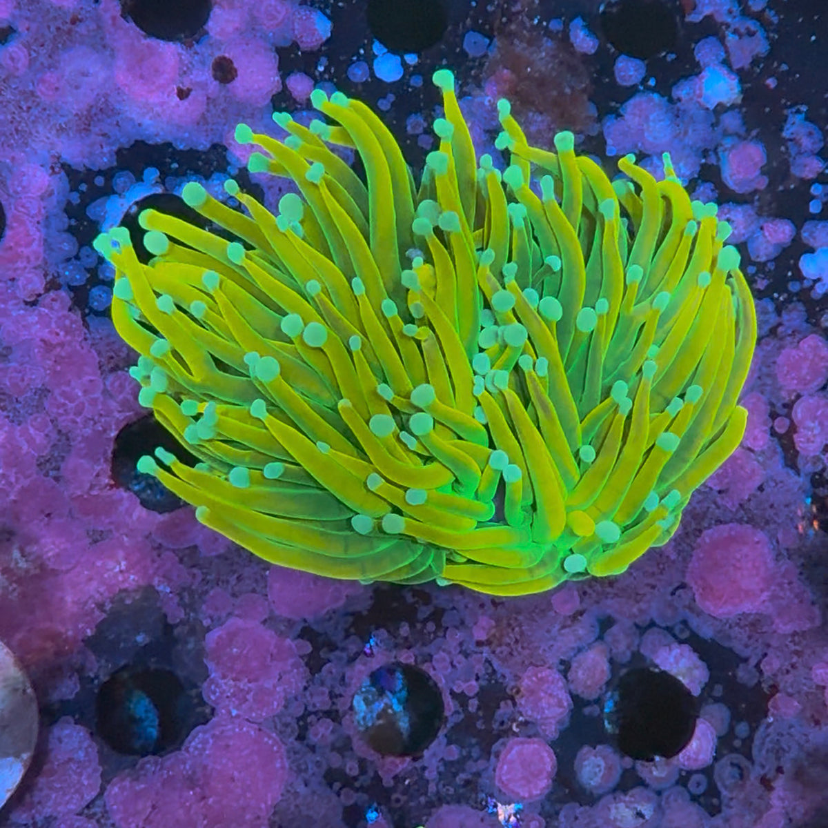 Holy Grail Torch