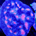 Close-up of a colorful coral with pink and red patterns on a dark background
