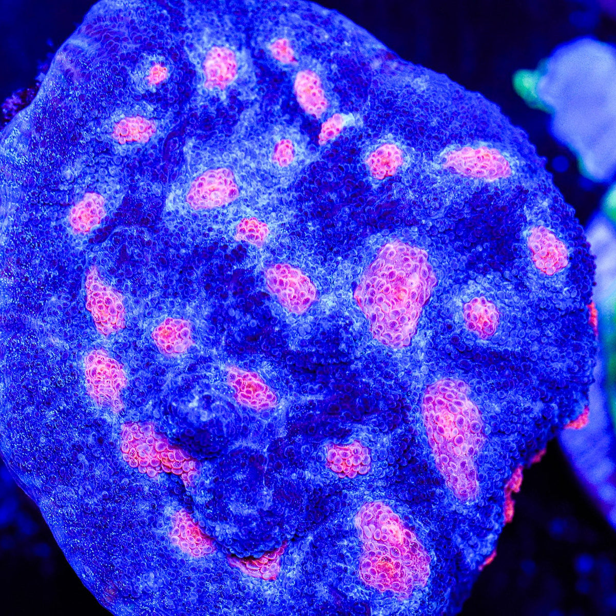 Close-up of a colorful coral with pink and red patterns on a dark background