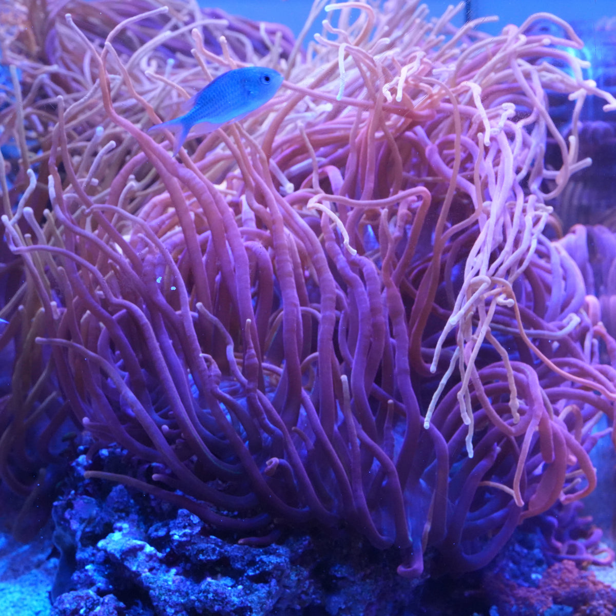 Chicago Sunburst Anemone