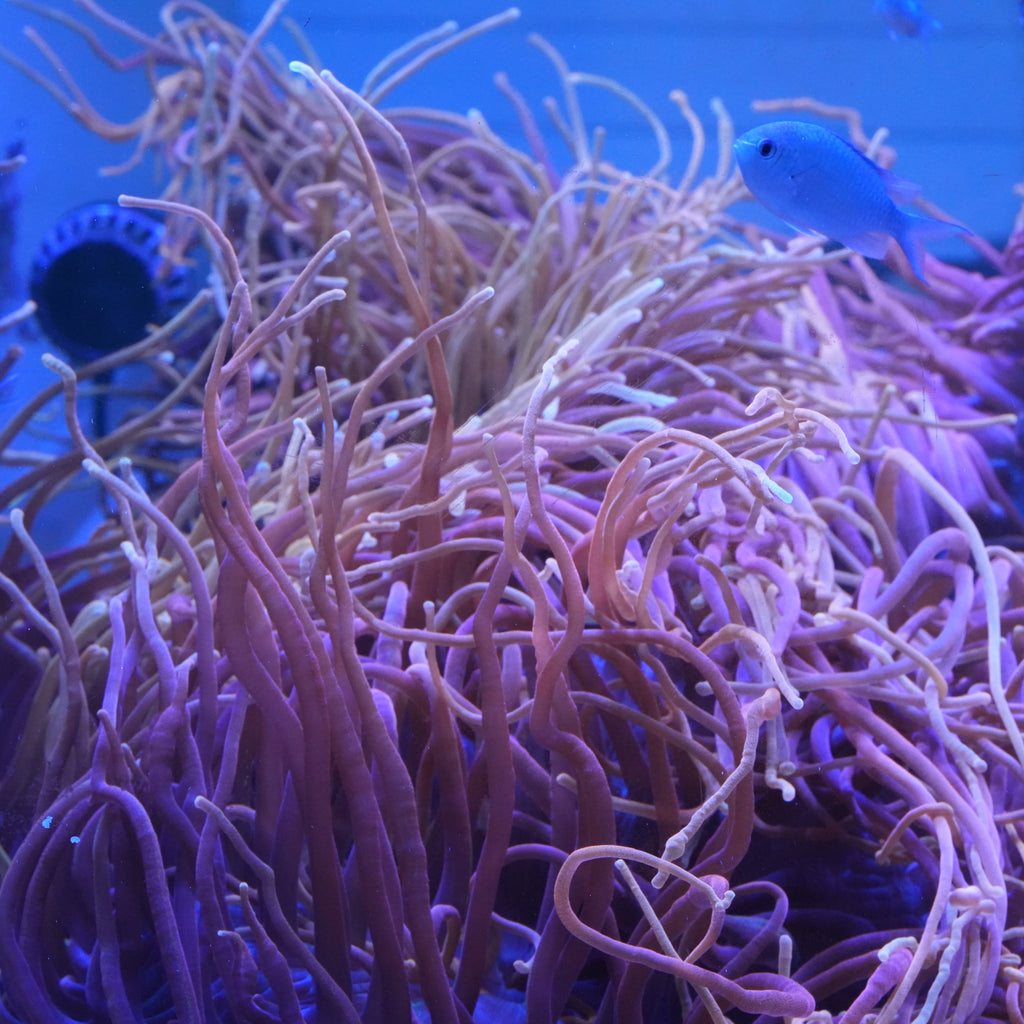 Chicago Sunburst Anemone