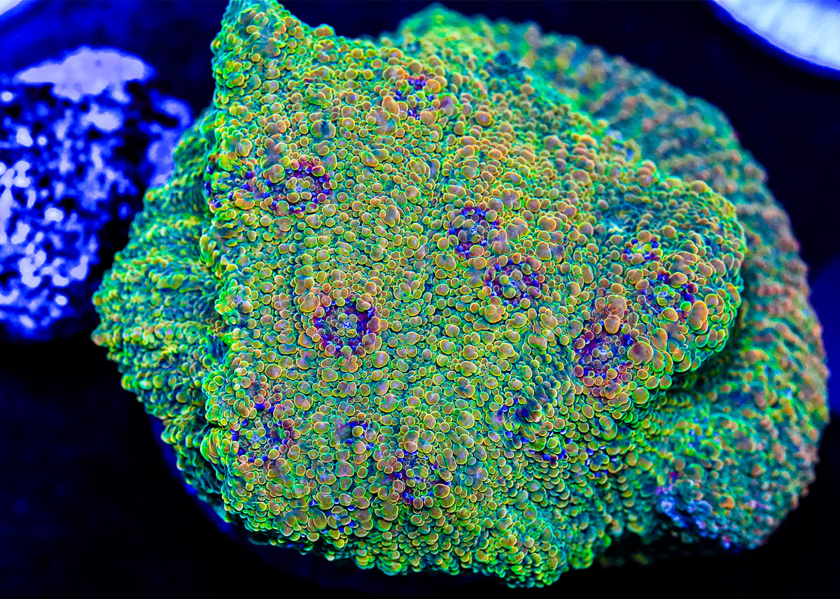 Close-up of a colorful coral with vibrant green and blue hues.