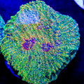 Close-up of a colorful coral in an aquarium setting