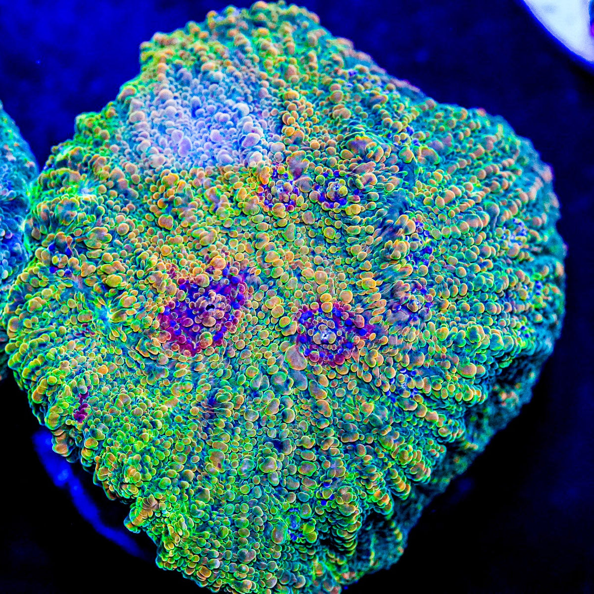 Close-up of a colorful coral in an aquarium setting