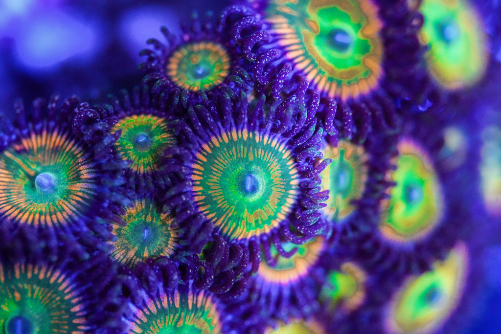 Sunny D Zoanthid
