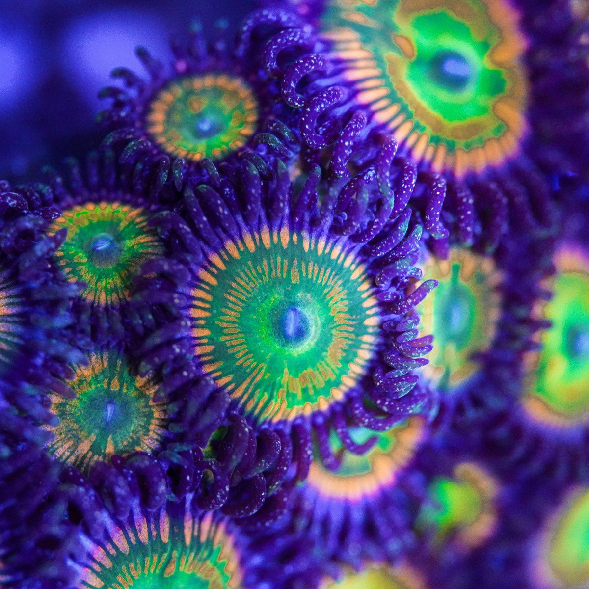 Close-up of vibrant, colorful coral polyps with a purple and green hue.